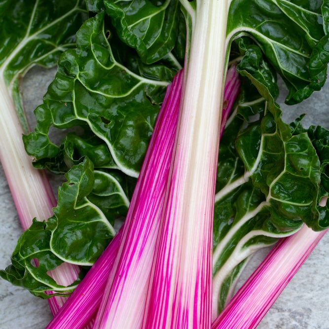 Mangold ´Peppermint´