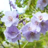Lavendelmalva