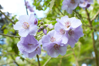 Lavendelmalva