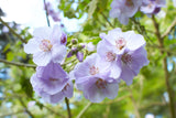 Lavendelmalva
