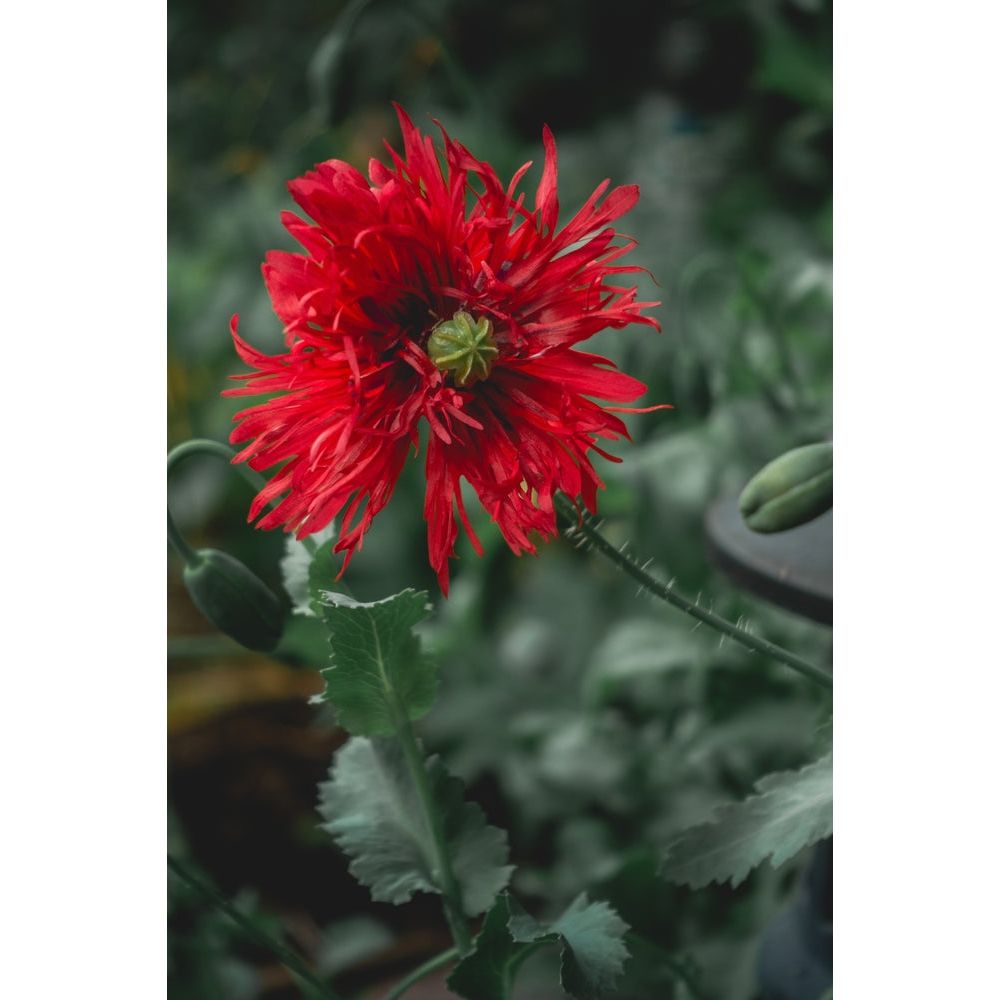 Fjädervallmo ´Crimson Feathers´