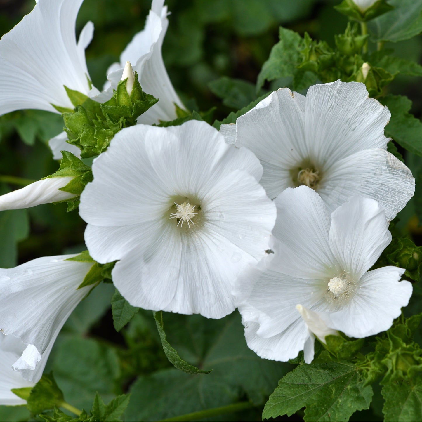 Sommarmalva ´Mont Blanc´