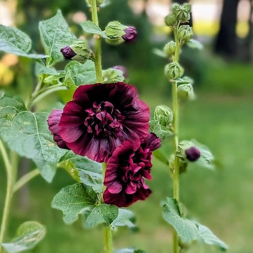 Stockros ´Chater´s Maroon´