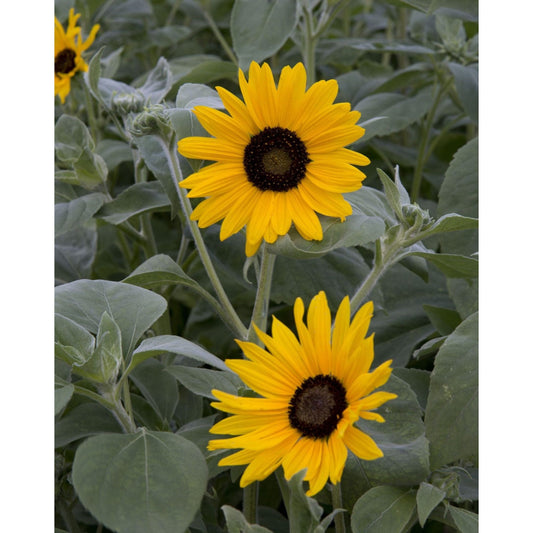 Silversolros ´Gold & Silver´