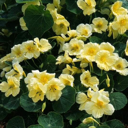 Slingerkrasse ´Milkmaid´