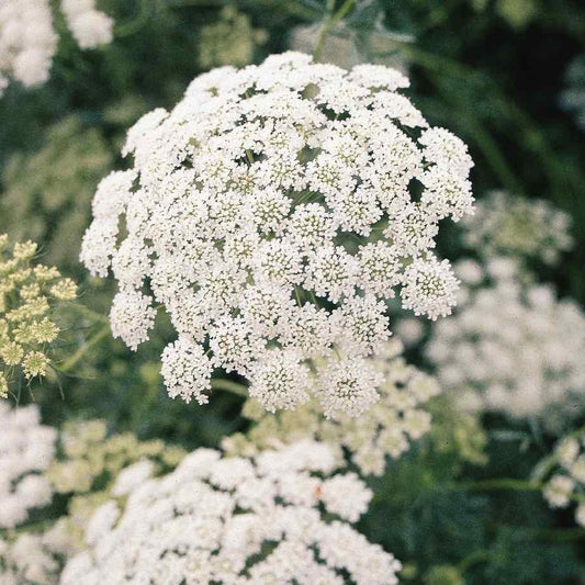 Slöjsilja ´Queen of Africa´