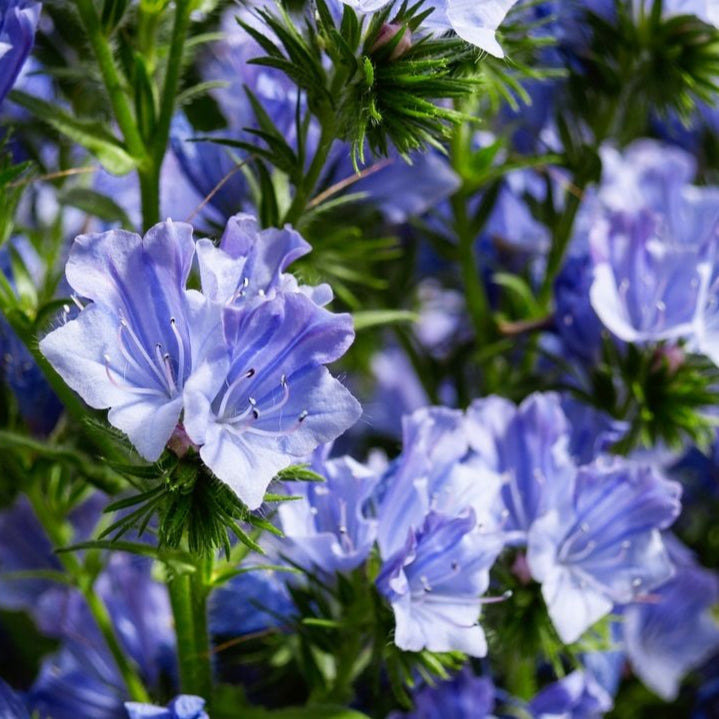 Blå snokört ´Blue Bedder´