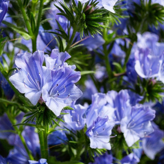 Blå snokört ´Blue Bedder´