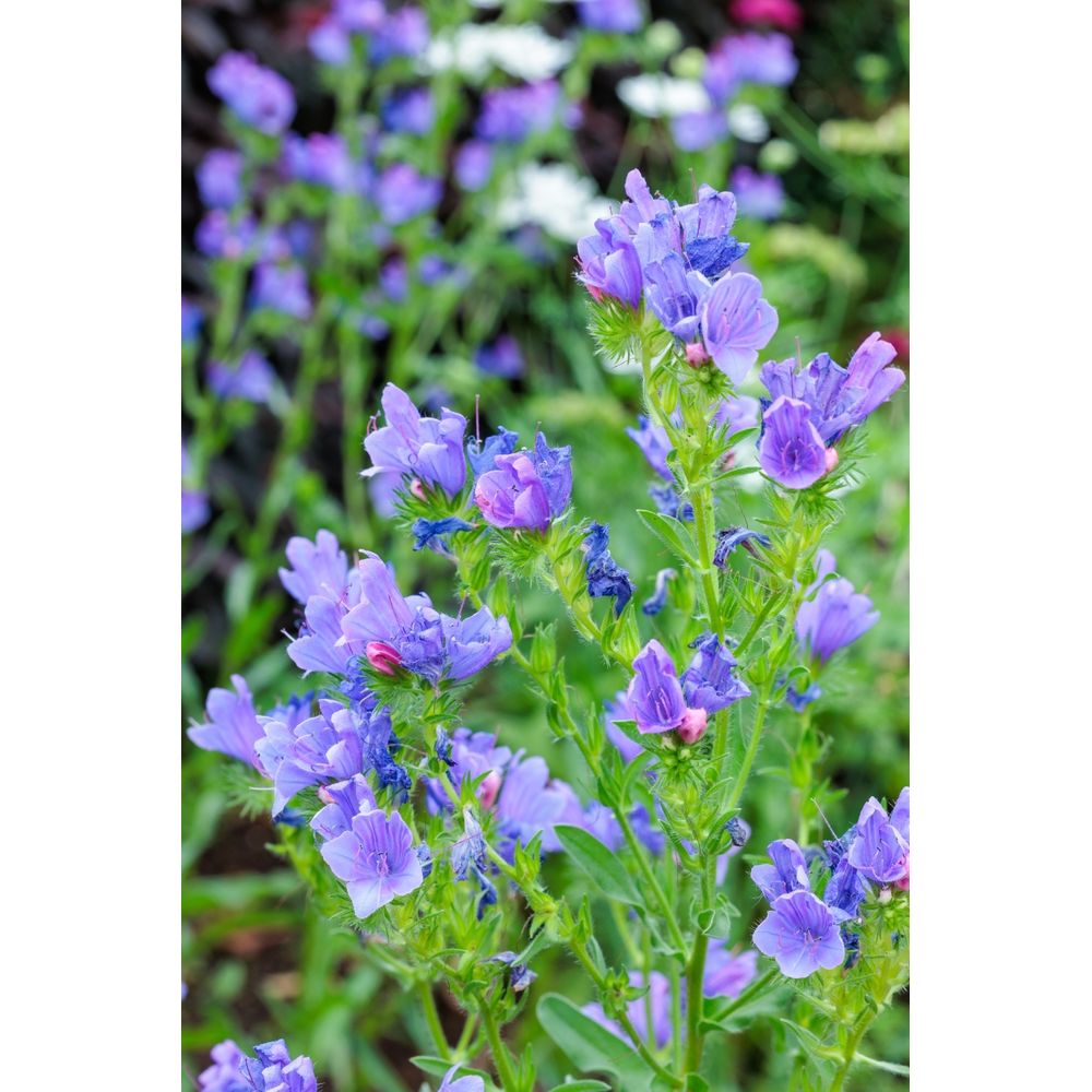 Blå snokört ´Blue Bedder´