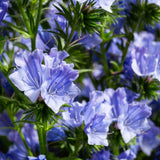 Blå snokört ´Blue Bedder´