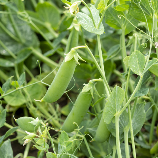 Brytsockerärt ´Sugar Snap´