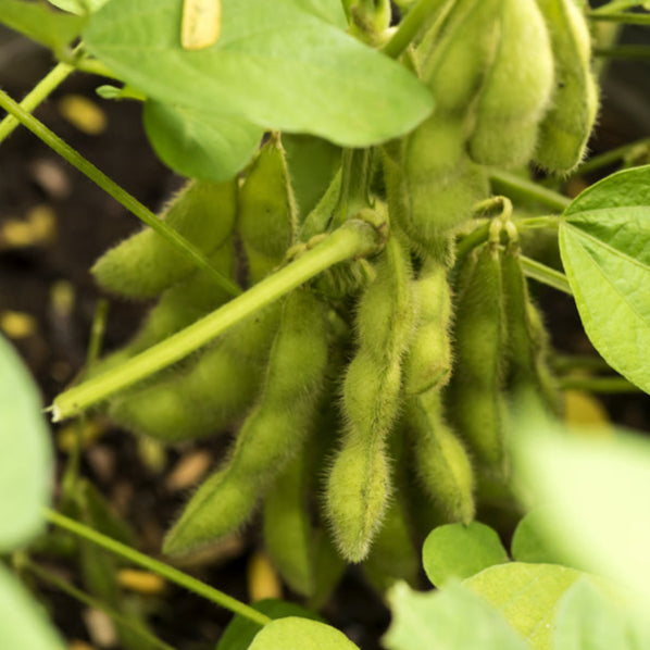 Sojaböna ´Fiskeby V´