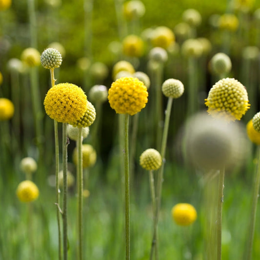 Solboll ´Billy Buttons´
