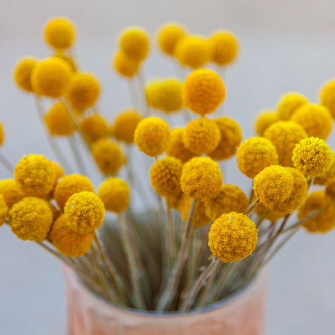 Solboll ´Drumstick´