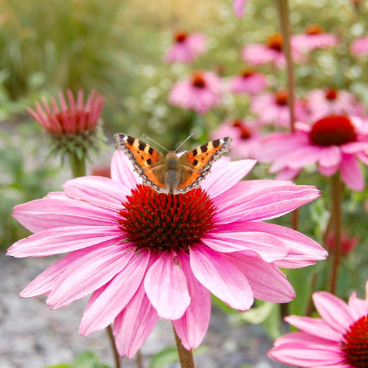 Röd solhatt ´Bravado´