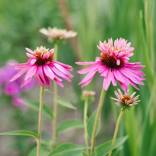 Röd solhatt ´Doubledecker´