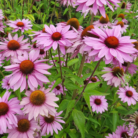 Röd solhatt ´Magnus´