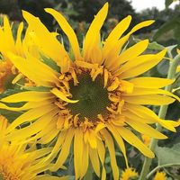 Solros ´Astra Gold´