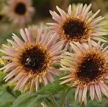 Solros ´Astra Rose´