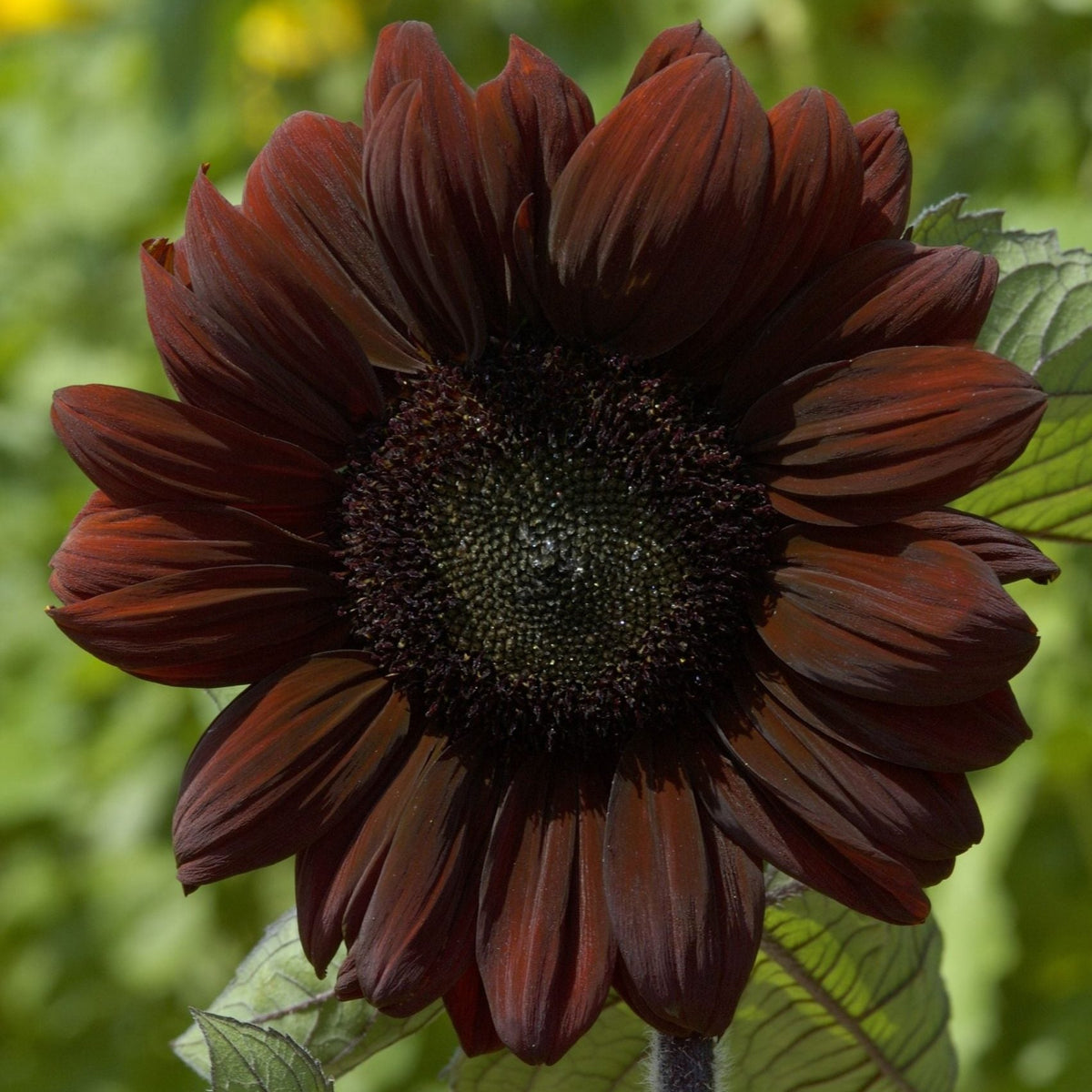 Solros ´Red Queen´ - Köp frön till solros hos Soil & Seeds!