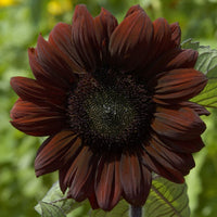 Solros ´Claret´