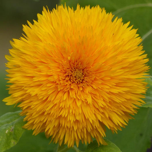 Solros, fylld ´Double Sunking´