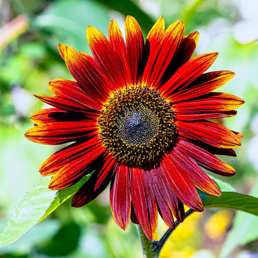 Solros ´Earthwalker´