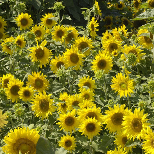 Solros ´Irish Eyes´