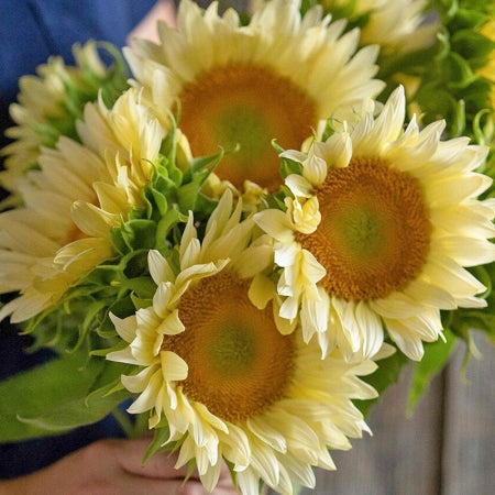 Vit solros ´Pro Cut White Lite´ F1