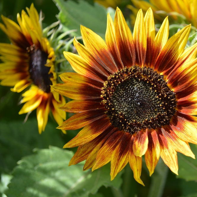 Solros ´Ring of Fire´ - Köp frön till solros hos Soil & Seeds!