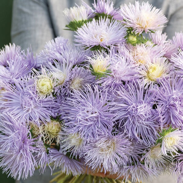 Sommaraster ´Hazaster Hagan Light Blue´