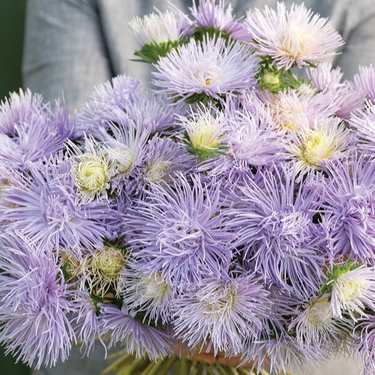 Sommaraster ´Hazaster Hagan Light Blue´