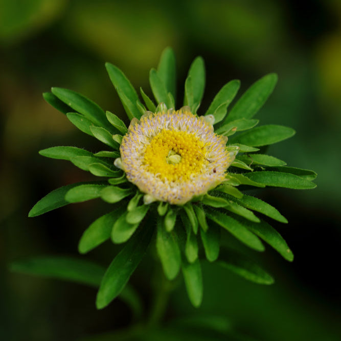 Sommaraster ´Hulk´