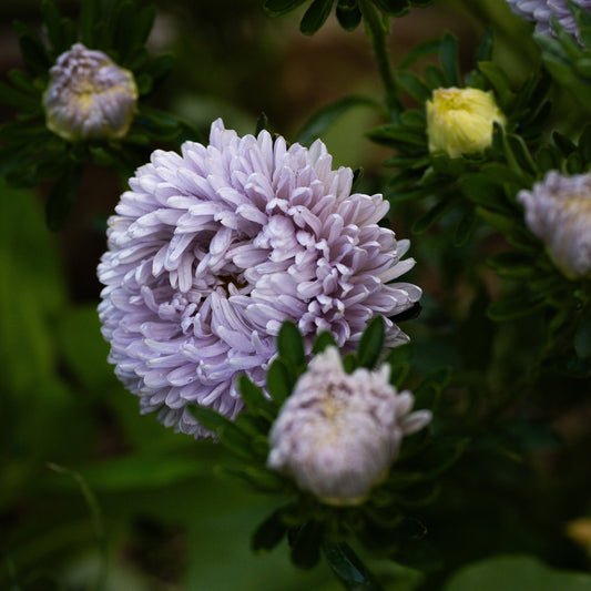 Sommaraster ´Lady Coral Lavender´