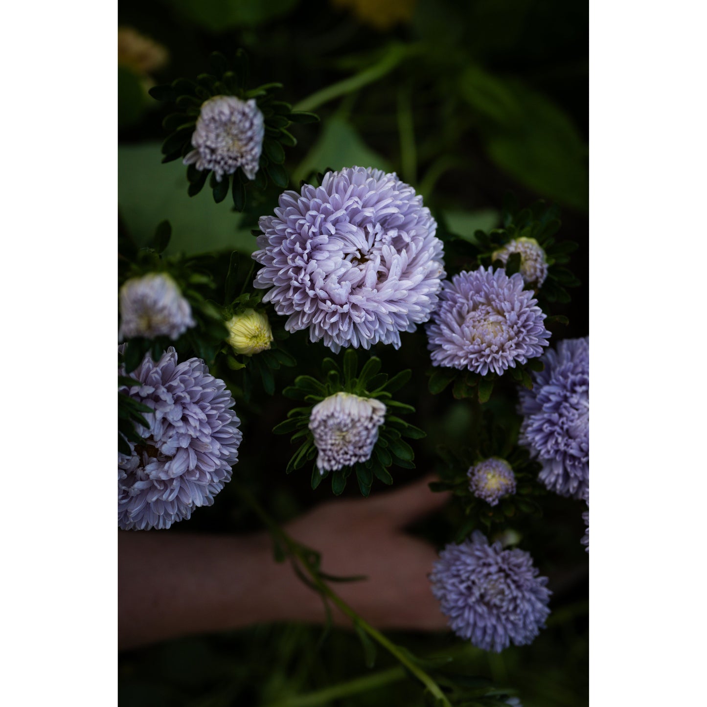 Sommaraster ´Lady Coral Lavender´