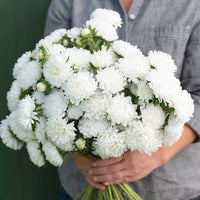 Sommaraster ´Tower White´