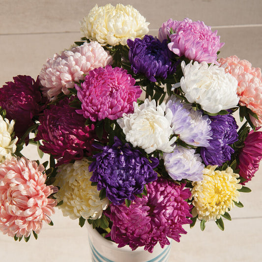 Sommaraster ´Tower Mix´