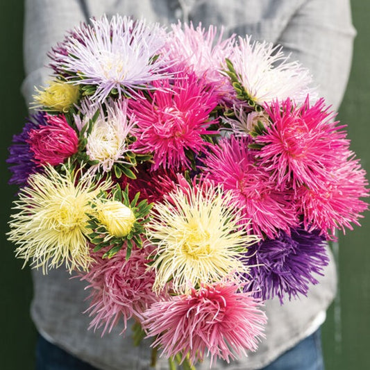 Sommaraster ´Valkyrie Mix´