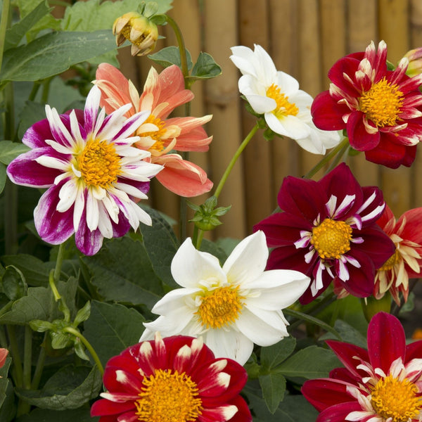 Sommardahlia ´Dandy Mix´