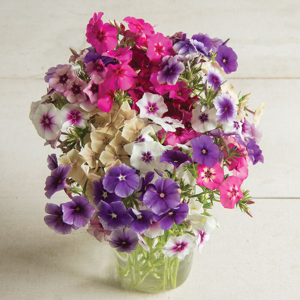 Sommarflox ´Art Shades´