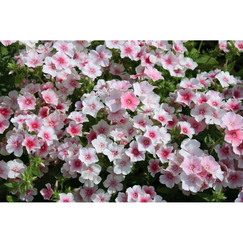 Sommarflox ´Blushing Bride´