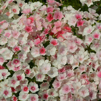 Sommarflox ´Blushing Bride´