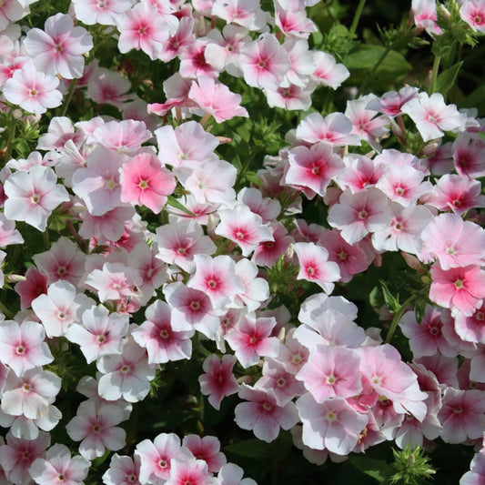 Sommarflox ´Blushing Bride´