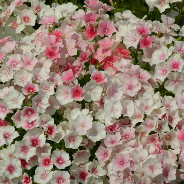 Sommarflox ´Blushing Bride´