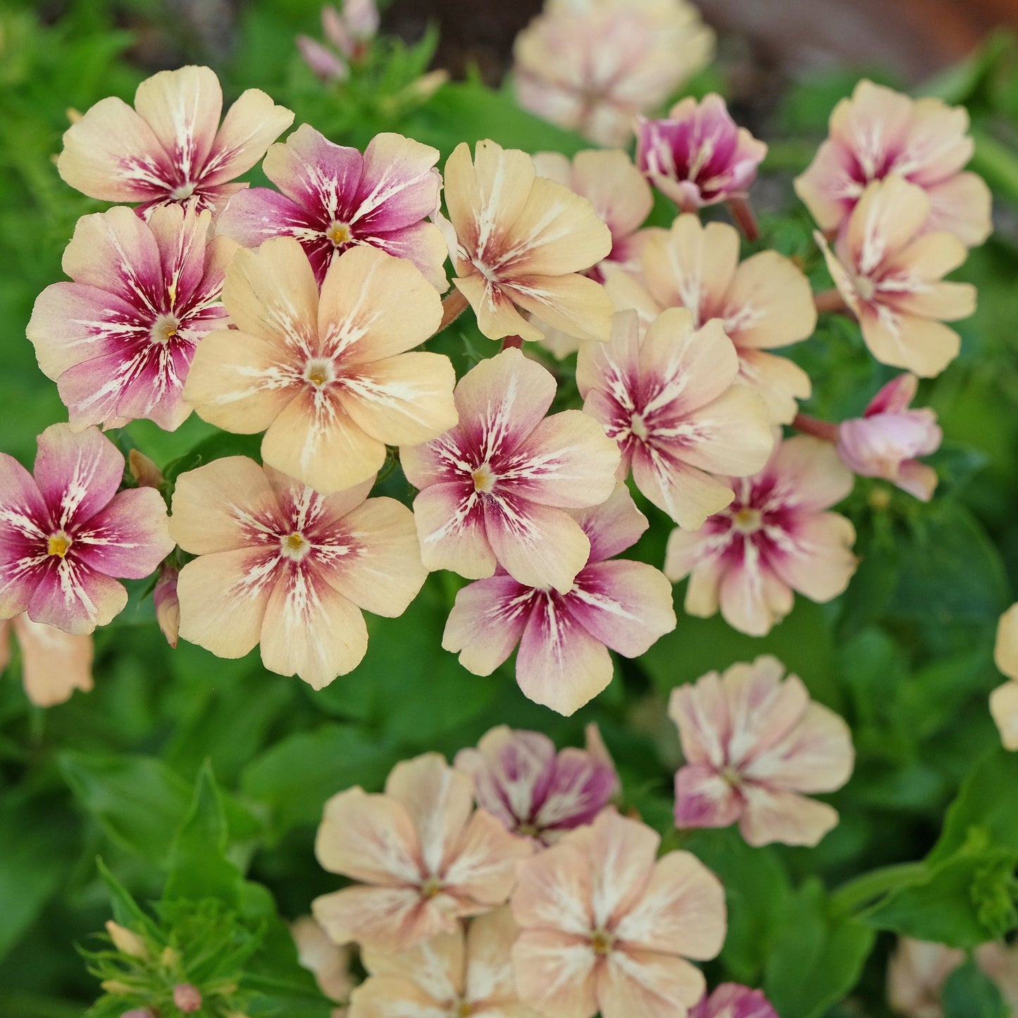 Sommarflox ´Créme Brulée´