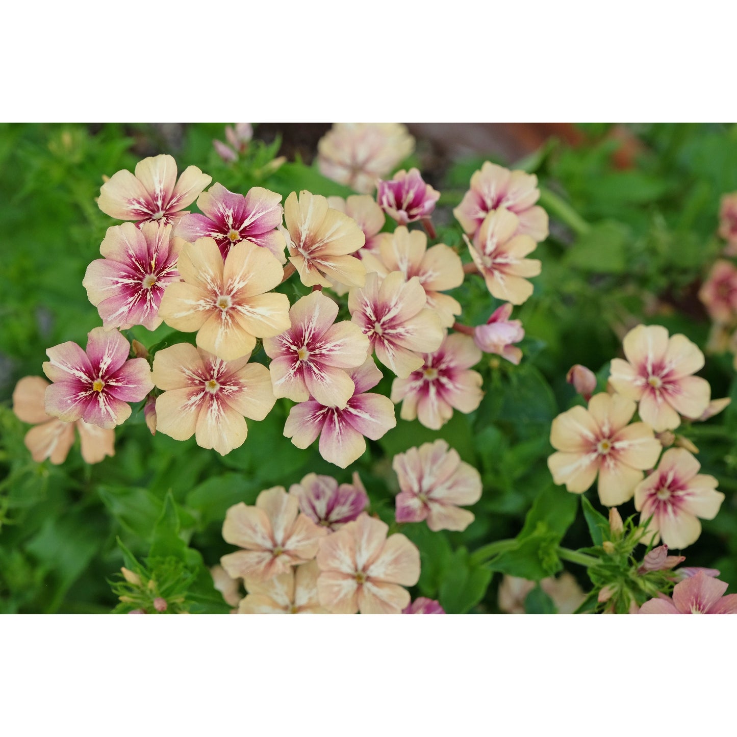 Sommarflox ´Créme Brulée´