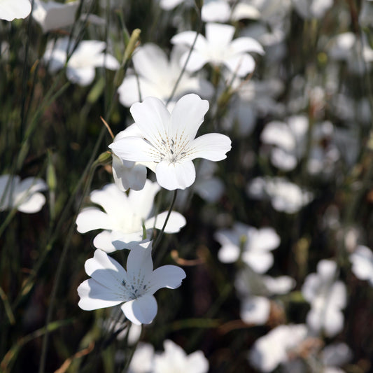 Sommarklätt ´Ocean Pearls´