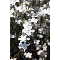 Sommarklätt ´Ocean Pearls´