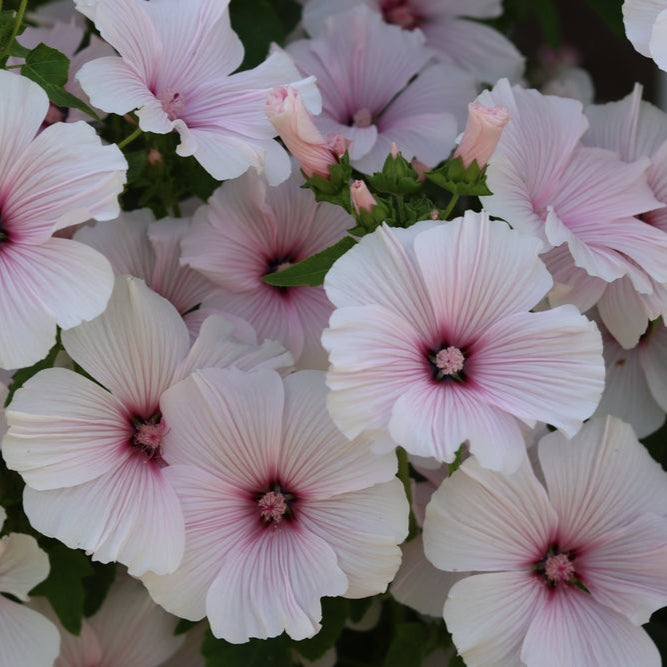 Sommarmalva ´New Dwarf Pink Blush´