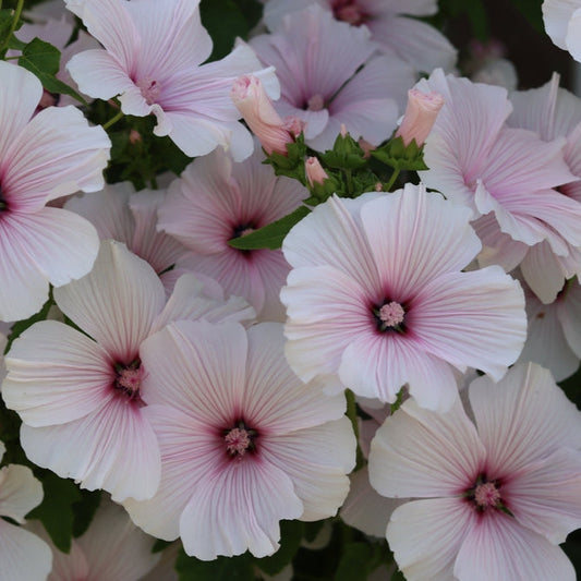 Sommarmalva ´New Dwarf Pink Blush´